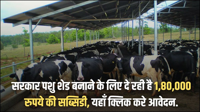 Dairy Farm Loan 2025