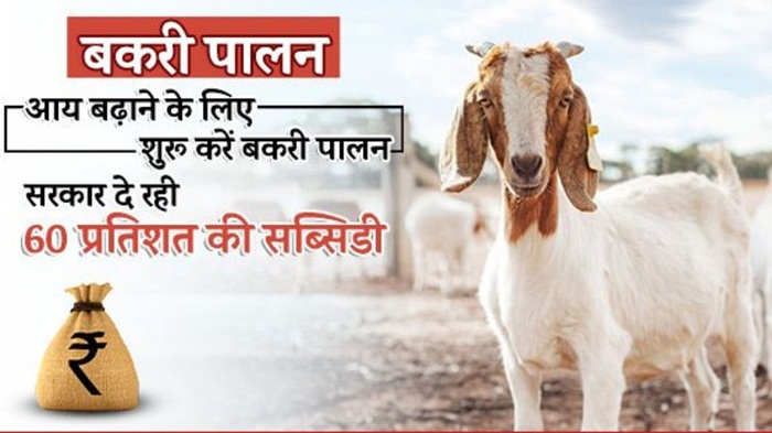 Goat Farming Loan Subsidy Hindi